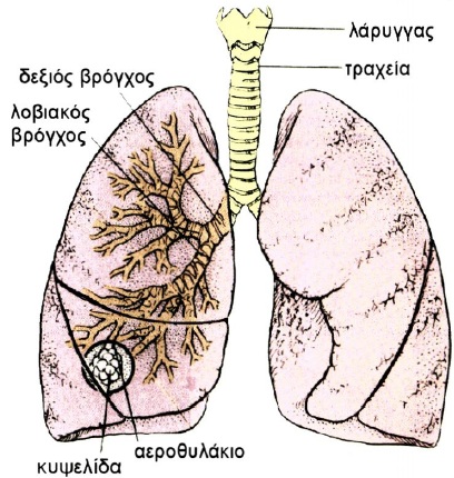 vroghos