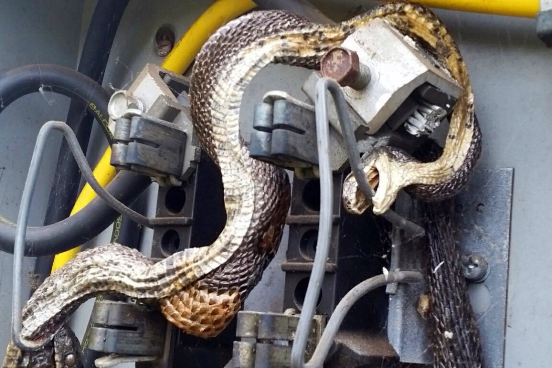 electrocuted snakes 1